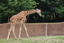 Photo of Хищение редких животных из зоопарка