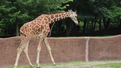 Photo of Хищение редких животных из зоопарка